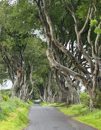 Dark Hedges!