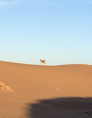 IMG_6411